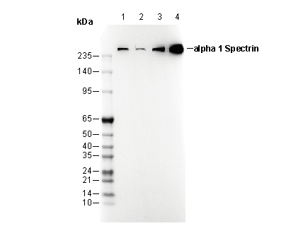 α1 Spectrin Antibody