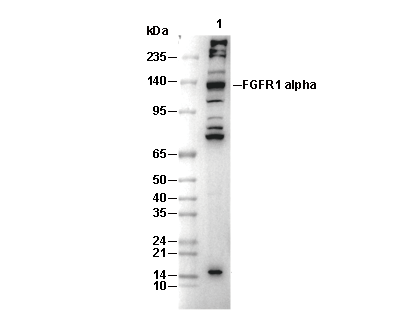 FGFR1α Antibody