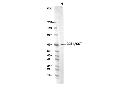 GGT1/GGT Antibody