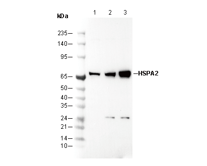 HSPA2 Antibody