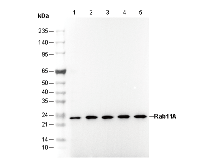 Rab11A Antibody