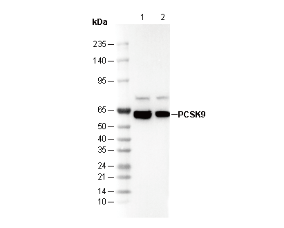 PCSK9 Antibody