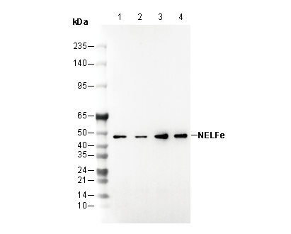 NELFe Antibody