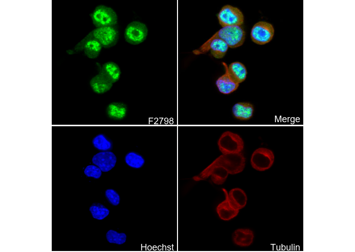 PHOX2B C-terminal Antibody