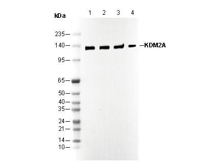 KDM2A Antibody