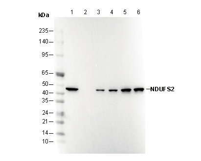 NDUFS2 Antibody