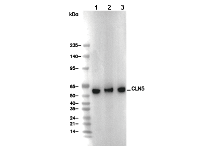 CLN5 Antibody