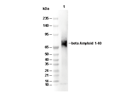 β Amyloid (Aβ) 1-40 Antibody