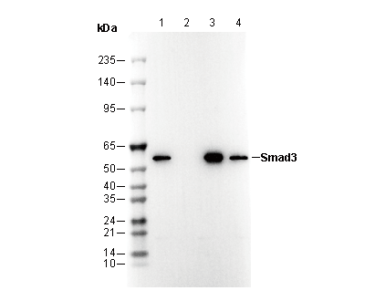 Smad3 Antibody