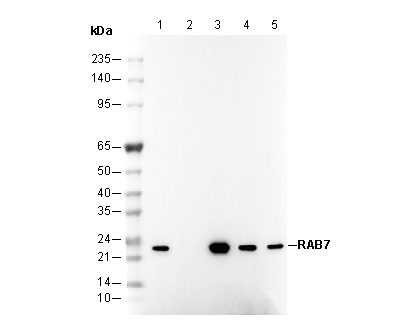 RAB7 Antibody