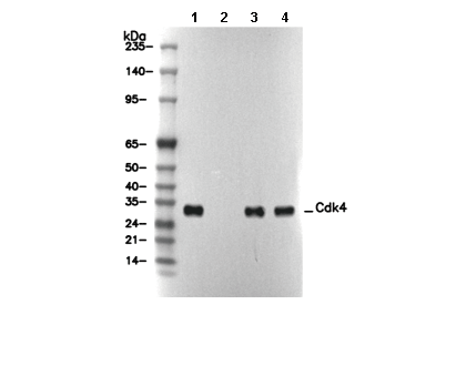 Cdk4 Antibody