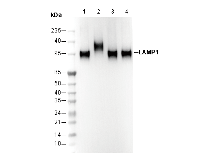 LAMP1 Antibody