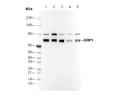 DRP1 Antibody