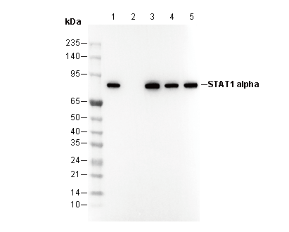 STAT1 α Antibody