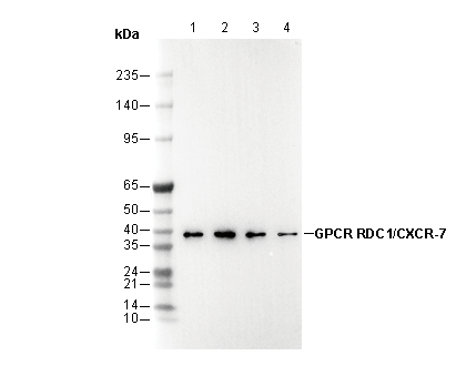 GPCR RDC1/CXCR-7 Antibody
