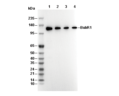 BubR1 Antibody