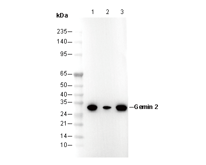 Gemin 2 Antibody