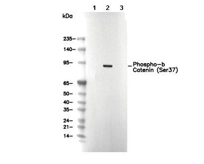 Phospho-β Catenin (Ser37) Antibody