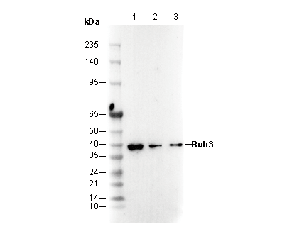 Bub3 Antibody