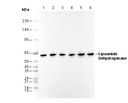 Lipoamide Dehydrogenase Antibody