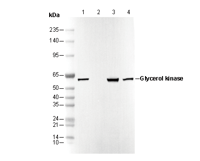 Glycerol kinase Antibody