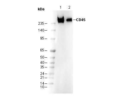 CD45 (Intracellular Domain) Antibody