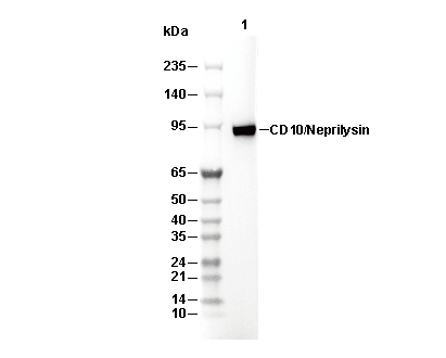 CD10/Neprilysin Antibody