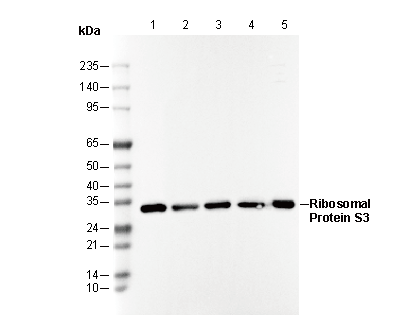 Ribosomal Protein S3 Antibody