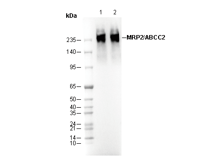 MRP2 / ABCC2 Antibody