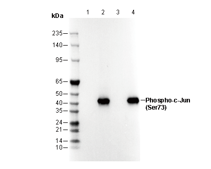 Phospho-c-Jun (Ser73) Antibody