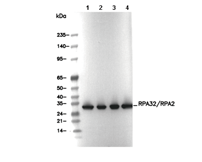 RPA32/RPA2 Antibody