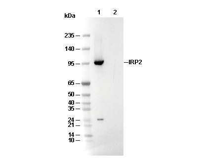 IRP2 Antibody