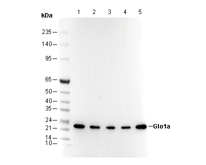 GLO1 Antibody