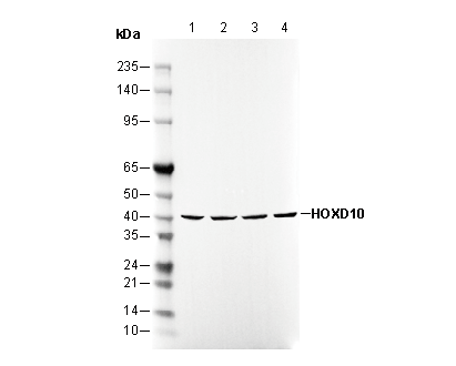 HOXD10 Antibody