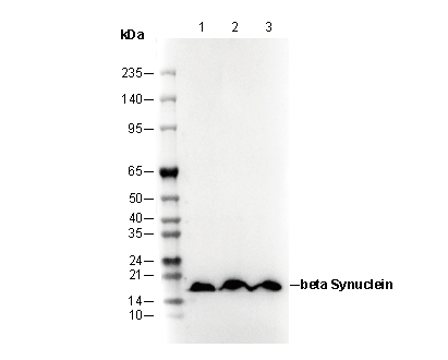 β Synuclein Antibody