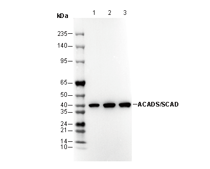 ACADS / SCAD Antibody
