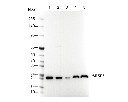 SRSF3 Antibody