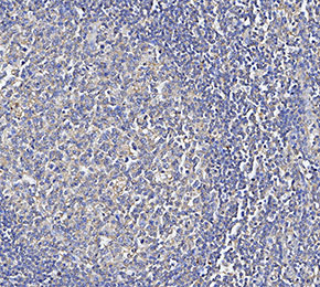 Collagen VII Antibody