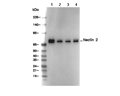 Nectin 2 Antibody