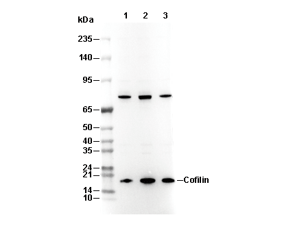 Cofilin Antibody
