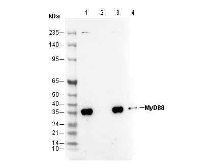 MyD88 Antibody