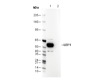 LEF1 Antibody