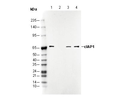 cIAP1 Antibody
