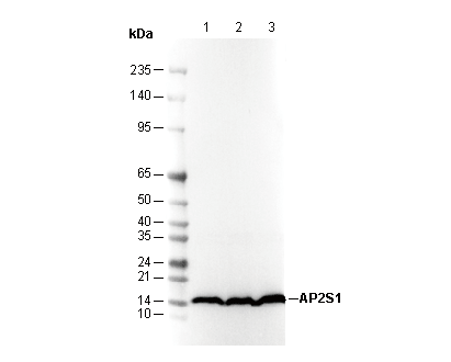 AP2S1 Antibody