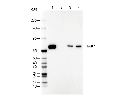 TAK1 Antibody