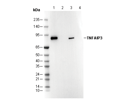 A20/TNFAIP3 (J7N7) Antibody
