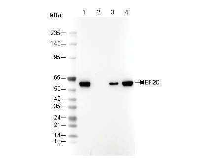 MEF2C Antibody