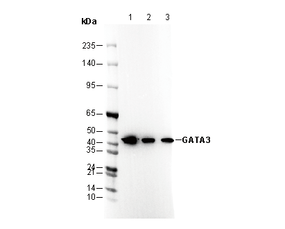 GATA3 Antibody