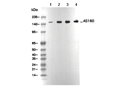 AS160 Antibody