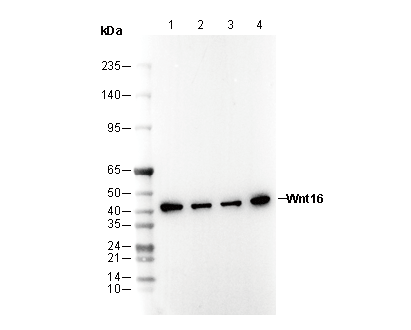 Wnt16 Antibody